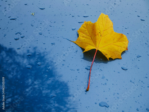 Obraz na płótnie Yellow fallen leaf on blue car surface and dark tree reflection. Autumn fall season. Complimentary color scheme w salonie