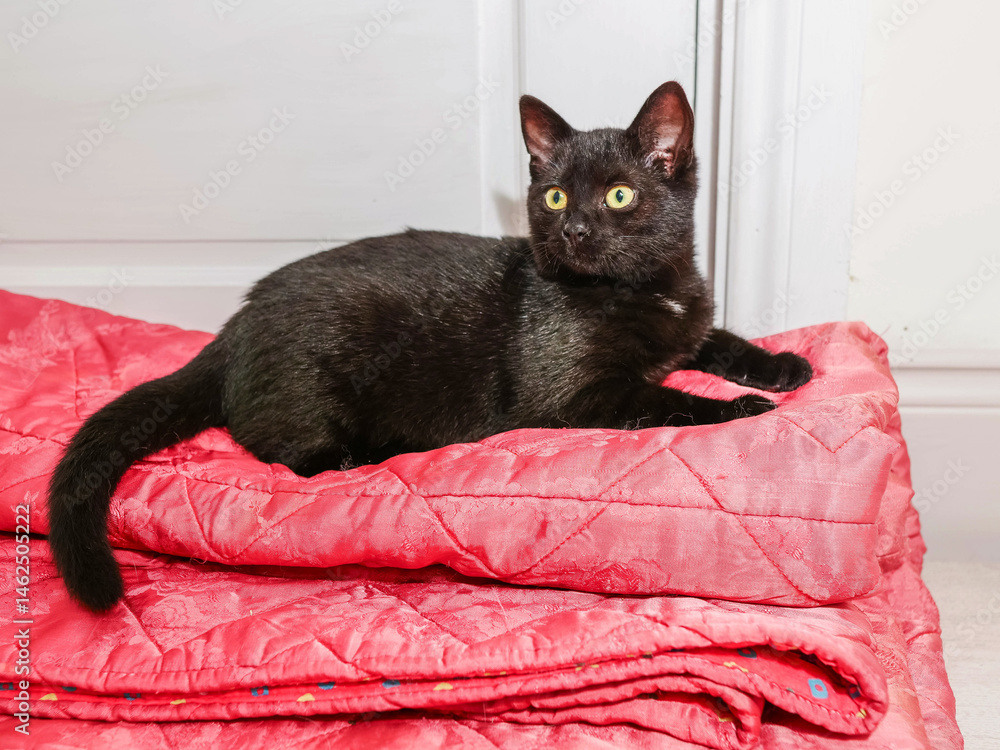 A black cat is laying on a red blanket. The cat is looking at the camera with a curious expression. Young slim home pet. Be alert theme