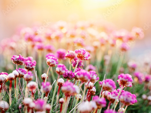 Small purple flowers illuminated by soft sun rise light. Selective focus. Nature beauty used for decoration. Calm and peaceful scene.