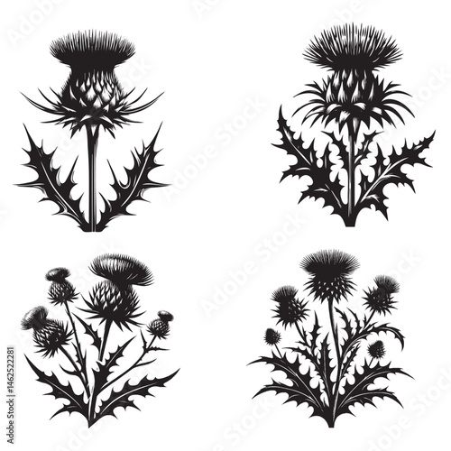 Thistle Flower Silhouette Set

