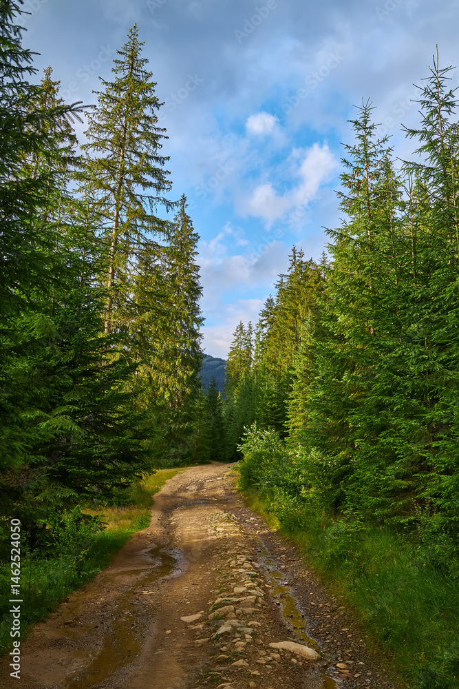 Obraz premium Forest Road Through Spruce Trees