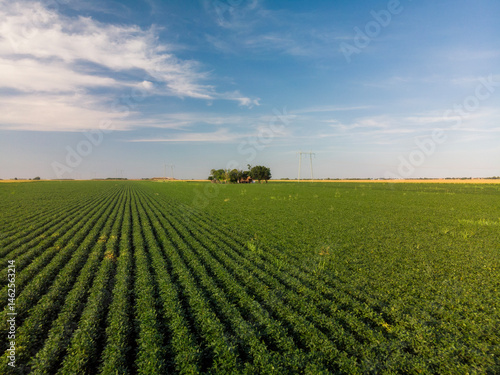 Green and lush Agricultural fields of Soy plants
