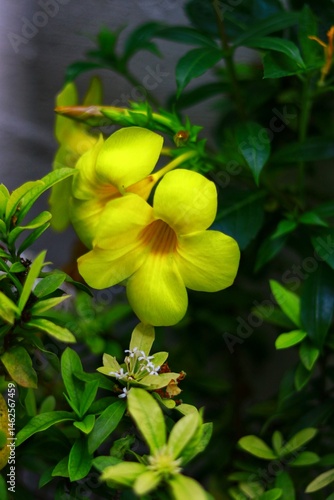 a cluster of vibrant yellow Allamanda flowers, also known as Allamanda cathartica or Golden Trumpet
