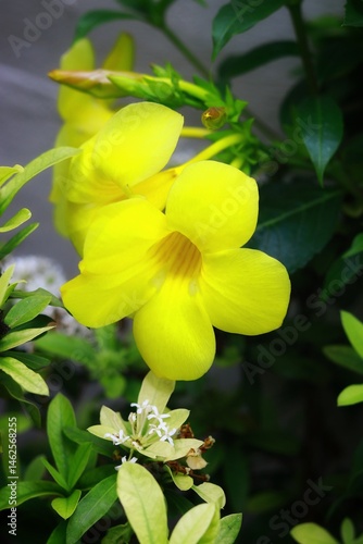 a cluster of vibrant yellow Allamanda flowers, also known as Allamanda cathartica or Golden Trumpet