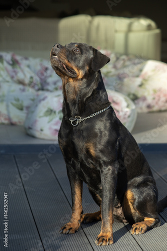 Alert Rottweiler Dog Sitting Outdoors on Wooden Deck in Sunlight