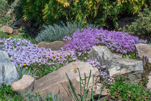 Pink and violet phlox subulate flowers in rock garden. Blooming creeping moss and nature stone for landscape design. Bright beautiful flower covering the ground. Grow carpet phlox subulata in nature.