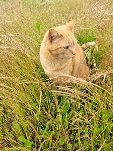 cat in grass
