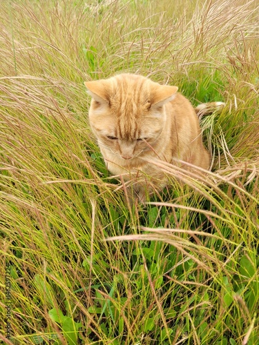 cat on grass