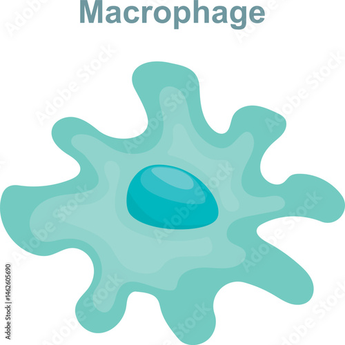 Blood cells macrophage cell drawing. Anatomy, biology, science concept. Scientific Designing of Macrophage. The White Blood Cell Structure. 