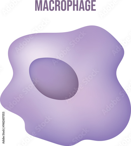 Scientific Designing of Macrophage. The White Blood Cell Structure. Scientific vector illustration of macrophage.