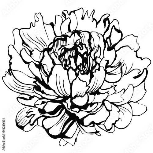 Minimalistic line art illustration of a peony flower, featuring delicate, hand-drawn outlines in a modern botanical style. Perfect for elegant wedding invitations, logos, packaging, tattoos, posters