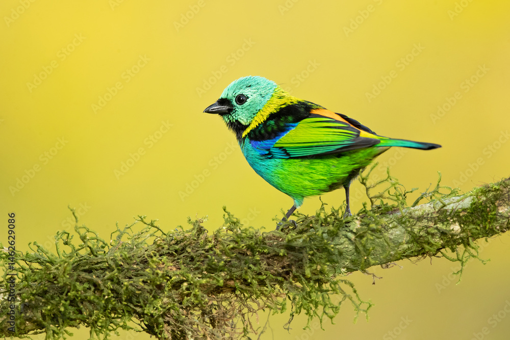 Obraz premium The green-headed tanager (Tangara seledon) is a brightly colored bird found in the Atlantic forest in south-eastern Brazil, far eastern Paraguay, and far north-eastern Argentina (Misiones only). 
