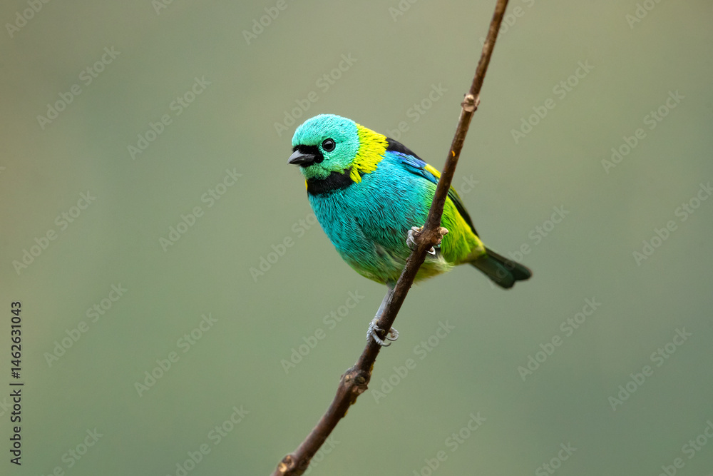 Obraz premium The green-headed tanager (Tangara seledon) is a brightly colored bird found in the Atlantic forest in south-eastern Brazil, far eastern Paraguay, and far north-eastern Argentina (Misiones only). 