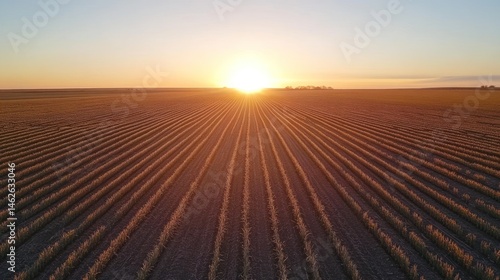 Aerial view of a vast, golden field at sunrise, with perfectly straight rows stretching towards the horizon.