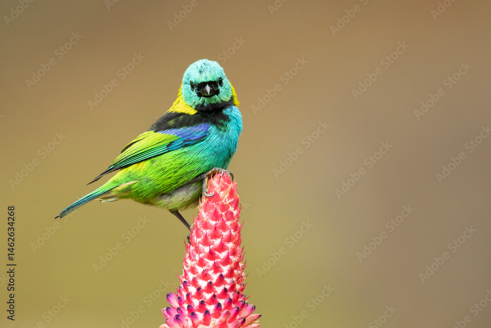 Obraz premium The green-headed tanager (Tangara seledon) is a brightly colored bird found in the Atlantic forest in south-eastern Brazil, far eastern Paraguay, and far north-eastern Argentina (Misiones only). 