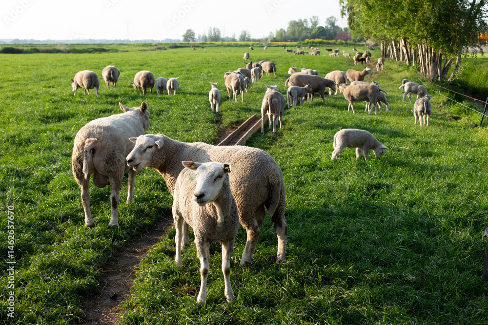 Fototapeta premium Sheep grazing on a green field at a farm on a sunny day.