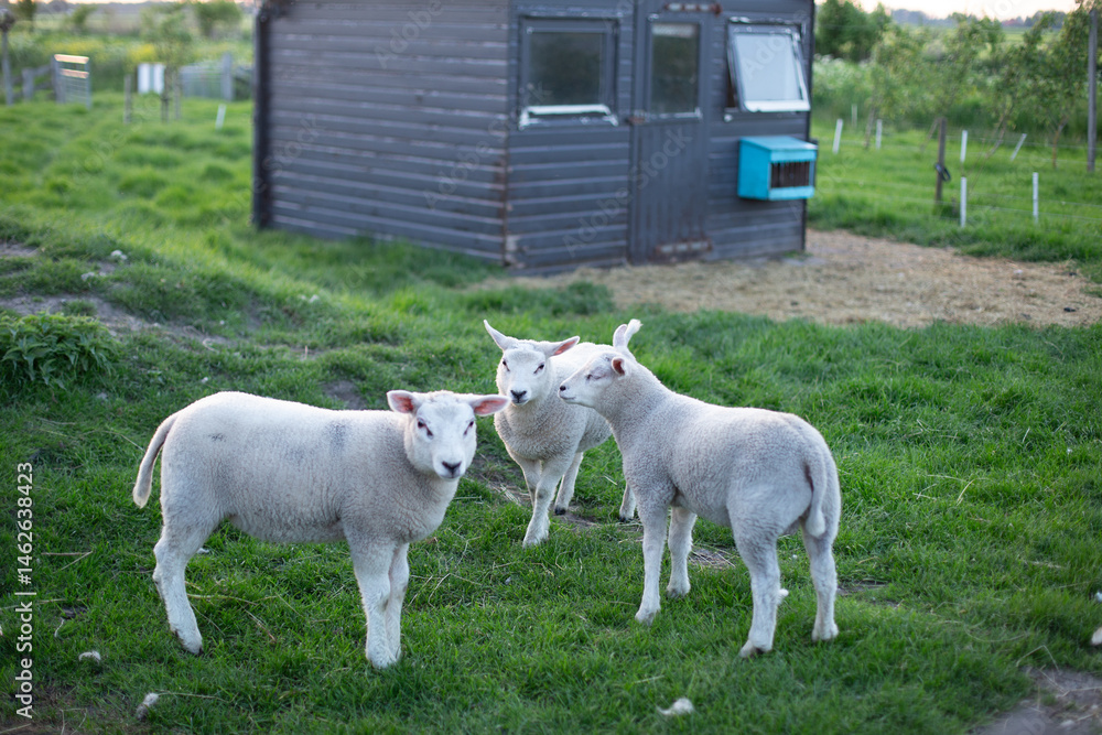 Obraz premium Three little sheep on the farm.