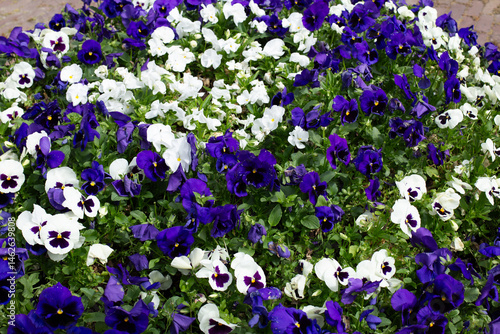 Purple and white-violet violets on a green background, with clear petals creating a vibrant contrast.