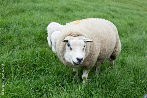 Obraz na plátně One sheep is staring directly at the camera, while behind it, little lambs froli