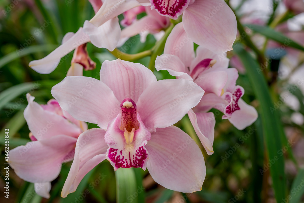 Obraz premium Spring flowers on natural background