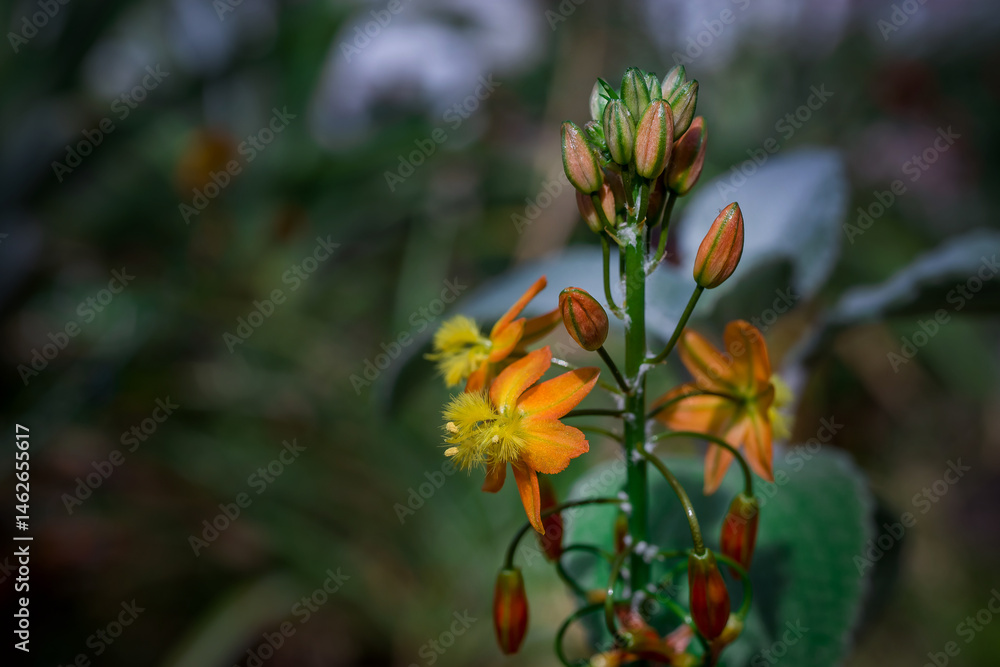 Spring flowers on natural background Spring flowers on natural background