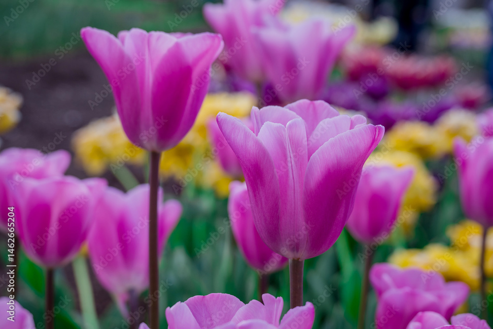 Spring flowers on natural background Spring flowers on natural background
