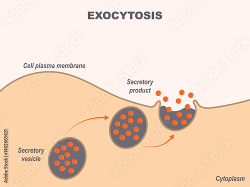 Illustration of cell exocytosis process. Fusion of secretory vesicles with the plasma membrane that results in the discharge of vesicle content into the extracellular space.
