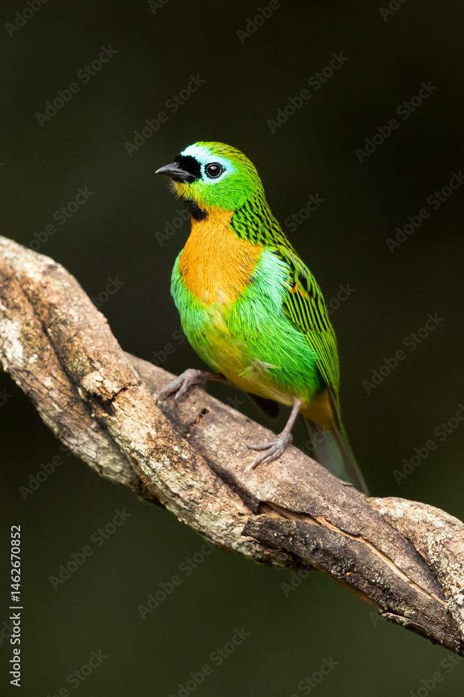 Obraz premium The brassy-breasted tanager (Tangara desmaresti) is a species of bird in the family Thraupidae. It is endemic to Brazil. Its natural habitat is subtropical or tropical moist montane forests.