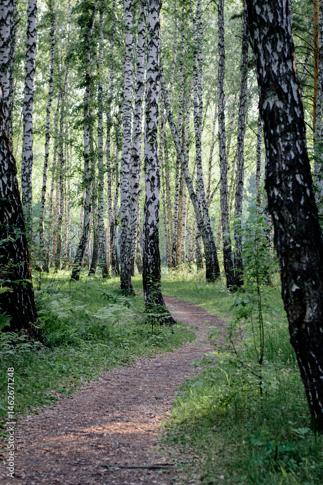 Obraz premium path in the woods
