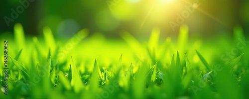Fresh green grass, sunlit blades, vibrant texture, nature's carpet, tranquil park scene, summer backdrop, fresh, park, green