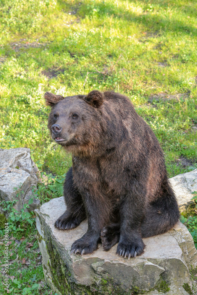A brown bear is sitting on a rock in a grassy area A brown bear is sitting on a rock in a grassy area