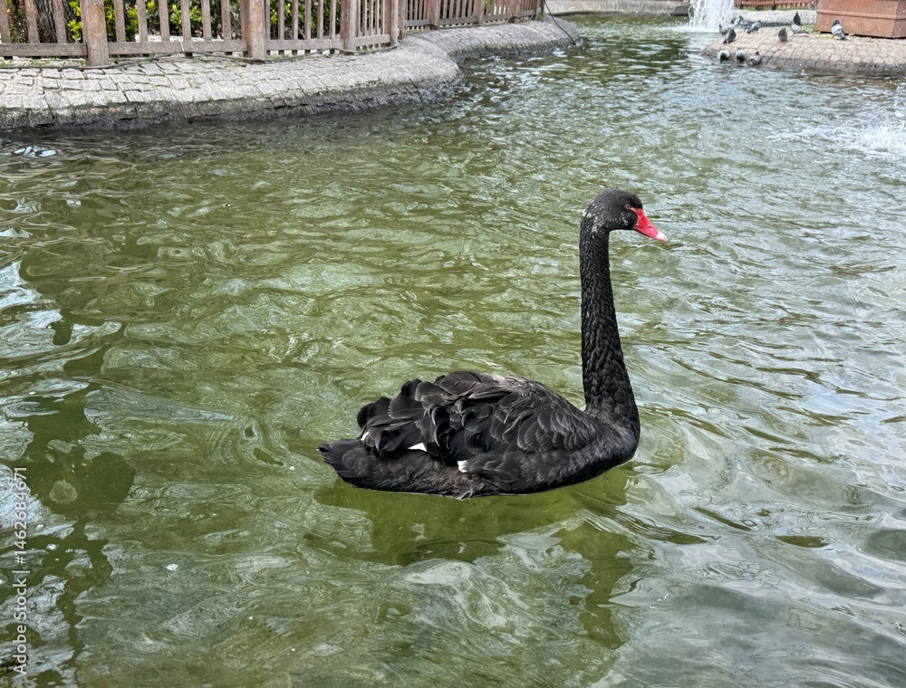 Fototapeta premium A black swans in a city pond. Enigmatic black swan (Cygnus atratus) graces. Fascinating sight of exotic black swans. A black swans bird swimming in the water pond, fantasy dream, copy space.