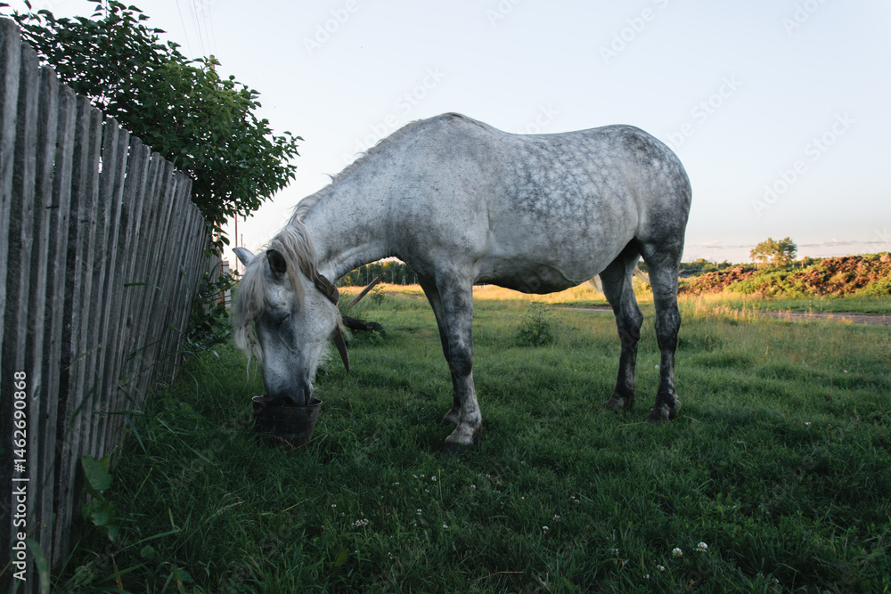 Obraz premium horse in a field