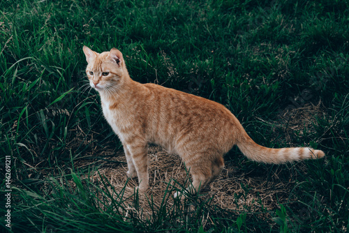 Canvas Print Red cat on green grass.