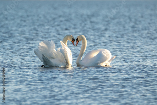 A lovely pair of elaegant white mute swans, Cygnys olor on blue water background. Male displaying with rised wings