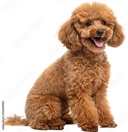 Adorable Poodle Smiling