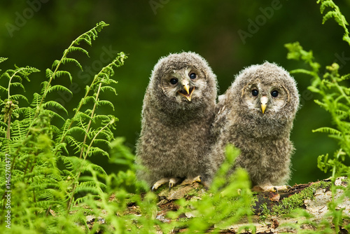 Ural owl Strix uralensis bird young northern long-eared owl feather dusty fluff wild nature lesser horned cat, beautiful animal, lovely animal, bird watching ornithology, fauna wildlife sweet Europe