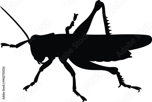 Silhouette of a grasshopper, grasshopper Insect animal black vector illustration