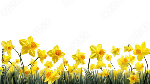 Yellow Spring Daffodils Field On Ar  isolated on a transparent background