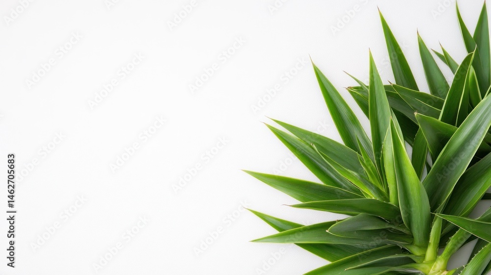 Fototapeta premium Green leaves on white background fresh botanical image with copy space