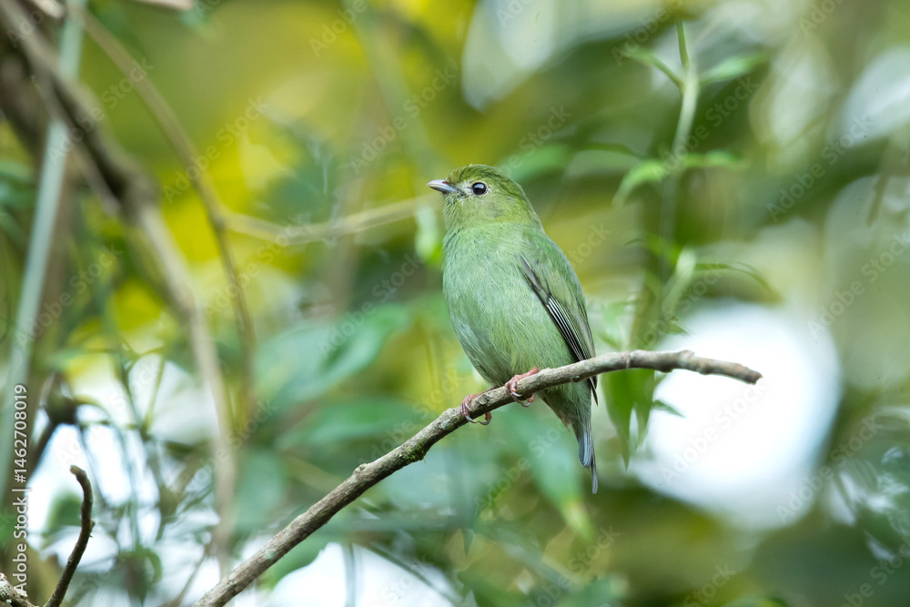 Fototapeta premium The blue manakin or swallow-tailed manakin (Chiroxiphia caudata) is a small species of bird in the family Pipridae. It is found mainly in the Atlantic Forest of south-eastern Brazil