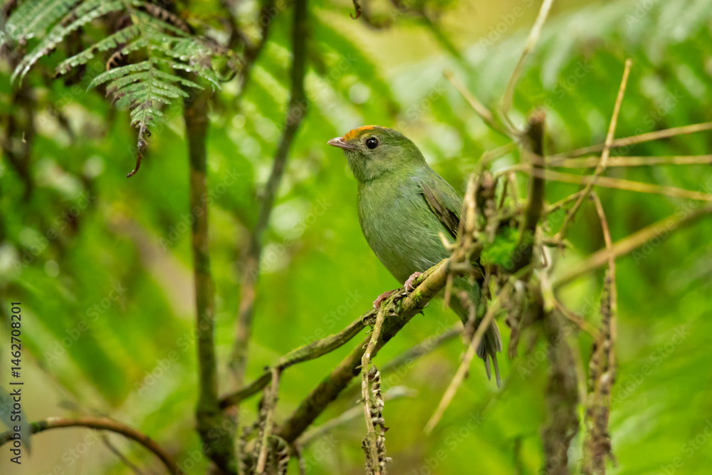 Fototapeta premium The blue manakin or swallow-tailed manakin (Chiroxiphia caudata) is a small species of bird in the family Pipridae. It is found mainly in the Atlantic Forest of south-eastern Brazil