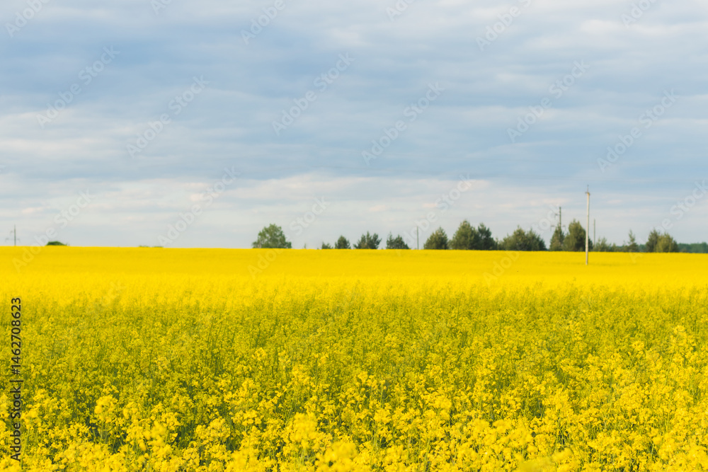 The rapeseed field is in full bloom, painting the landscape yellow. Republic in Belarus, Brest region The rapeseed field is in full bloom, painting the landscape yellow. Republic in Belarus, Brest region