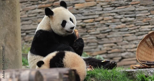 Giant panda in the zoo