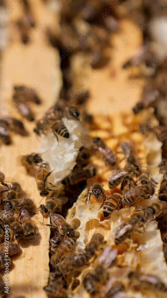 Multiple bees crawling by the wooden frames with some extra wax on top. Busy insects working in the hive. Close up. Black backdrop. Vertical video Multiple bees crawling by the wooden frames with some extra wax on top. Busy insects working in the hive. Close up. Black backdrop. Vertical video
