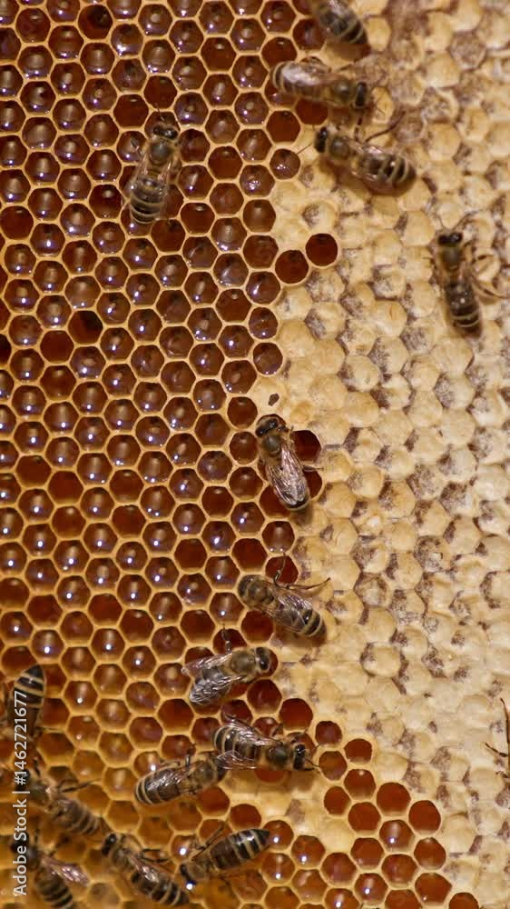Industrious honey insects moving by the honeycombs. Frame of wax cells filled with honey and ready for extraction. Close up. Vertical video Industrious honey insects moving by the honeycombs. Frame of wax cells filled with honey and ready for extraction. Close up. Vertical video