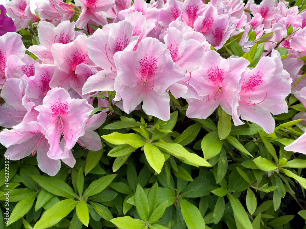 Filled frame background of pink flowers in full bloom during late spring