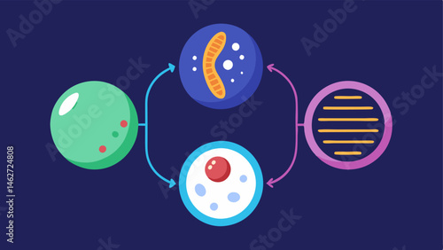 Life Cycle of a Cell An illustrative cycle showing a cells growth and division with DNA replication highlighted in one phase.