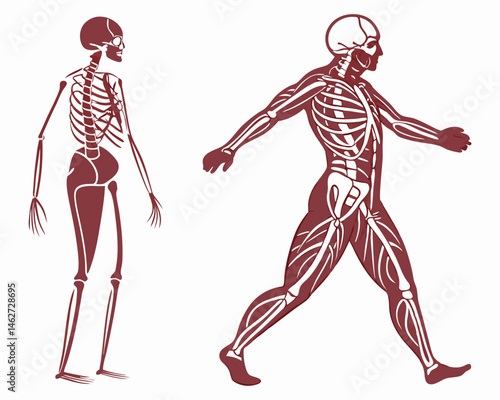 Human Anatomy Illustration Skeletal and Muscular Systems.