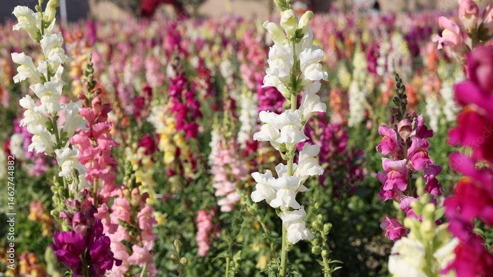 Obraz premium Flowers flourish inside farm, flowers thriving under controlled conditions, farm greenhouse ensuring steady floral growth, optimizing humidity, preserving delicate petals, sustainable cultivation.